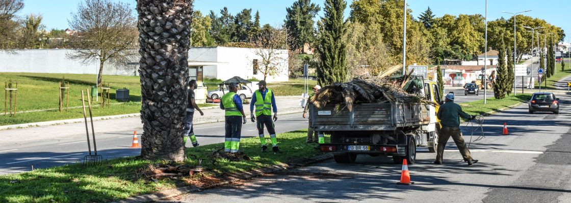 CÂMARA MUNICIPAL PROCEDE À REMOÇÃO DE TRONCOS DE PALMEIRAS MORTAS