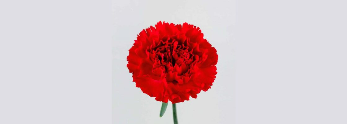 Arquivado: Debate Histórias do 25 de Abril em Évora