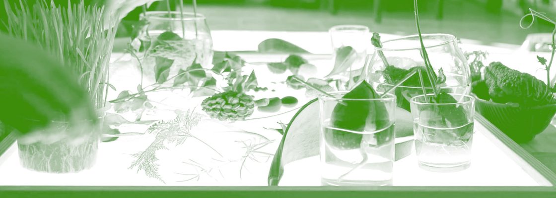 Archived: Educação como floresta | Formação