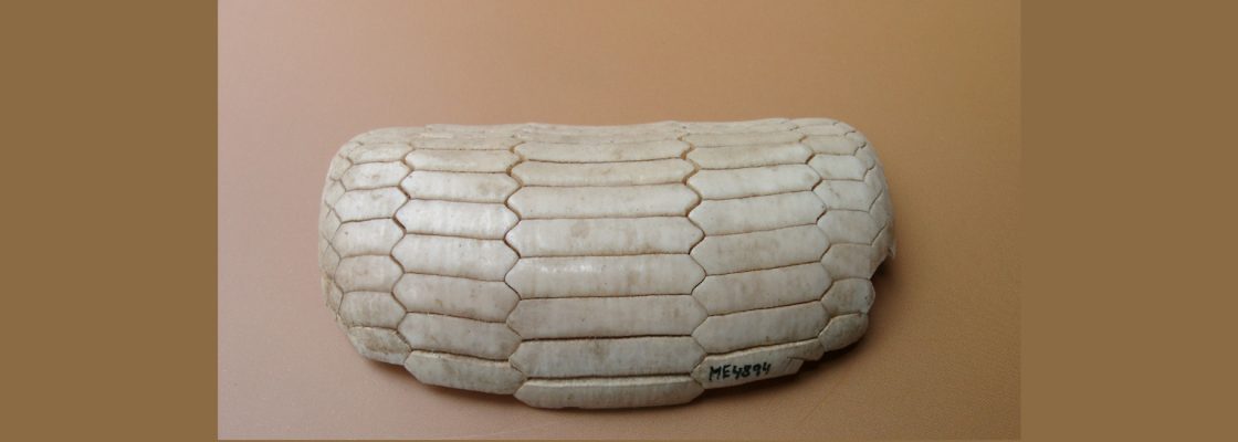 Arquivado: Explorando a coleção de Naturália – Dentes e placas dentárias | Ciclo «Ver o Mu...