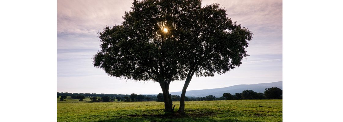 Arquivado: Ópera Sombras de Uma Azinheira